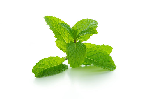 Mint Flavour (Liquid)