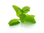 Mint Flavour (Liquid)